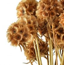 Product Scabiosa dried natural scabiosa dried flowers H50cm 100g