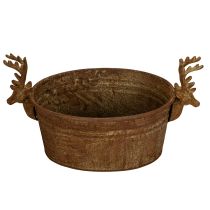 Product Decorative bowl, reindeer head, oval, rust-colored, rustic, 41cm