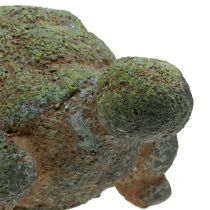 Garden figurine turtle mossy 30cm x 18cm H15cm