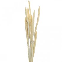 Reed deco reed grass dried bleached H60cm bunch