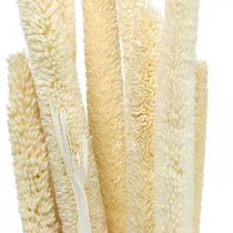 Reed deco reed grass dried bleached H60cm bunch