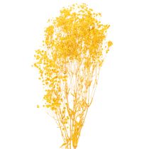Product Dried Gypsophila Dried Flowers Yellow Baby's Breath. Decorative flowers for seasonal centrepieces 70cm