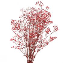 Product Gypsophila Dried Flowers Red 50cm 55g