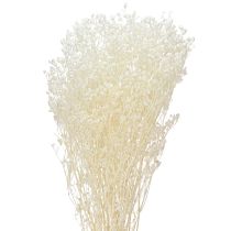 Product Gypsophila White Dried Grasses Decoration Cream 65-70cm 100g