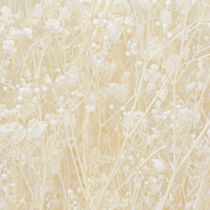 Product Gypsophila White Dried Grasses Decoration Cream 65-70cm 100g