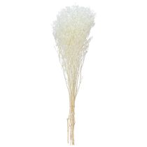 Product Gypsophila White Dried Grasses Decoration Cream 65-70cm 100g