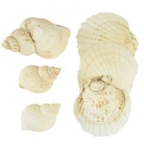 Product Snail Shell Decoration Natural White Maritime Table Decoration 350g