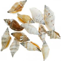 Decorative snail shells empty in a bast net Sea snails 400g