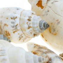Deco snail shells empty in bast net sea snails 400g