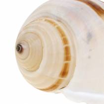 Sea snail barrel snail natural 10-12cm 4pcs