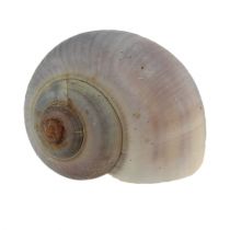 Product Snail shells nature 1kg