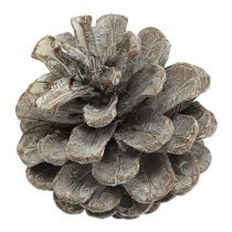 Black pine cones 5-9cm, white washed 1kg