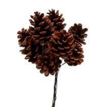 Black pine cones, waxed, wired 200p