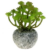 Artificial plants in a pot Artificial Succulent Green H15cm