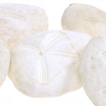 Product Sea urchin white, maritime natural decoration 4cm-6cm 25pcs