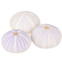 Product Sea urchin shell in white-violet Ø4-6cm 12 pcs