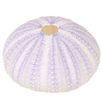 Product Sea urchin shell in white-violet Ø4-6cm 12 pcs