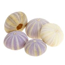 Sea urchin white-violet 20pcs