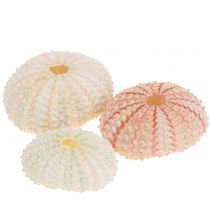 Product Real Sea Urchins Pink Maritime Decoration Natural Decoration 34 Pieces