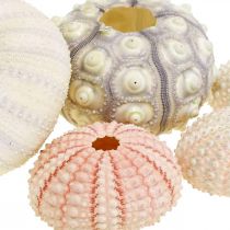 Maritime decoration sea urchin mix pink, white, green box of 20 pieces