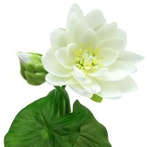 Product Water lily white 75cm