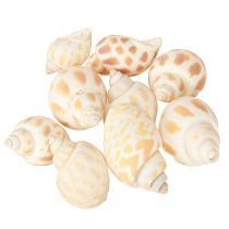 Product Sea snails natural snail shells maritime 2–4 cm 300 g
