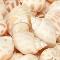 Product Sea snails natural snail shells maritime 2–4 cm 300 g