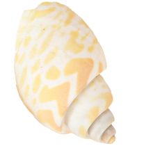 Product Sea snails natural snail shells maritime 2–4 cm 300 g