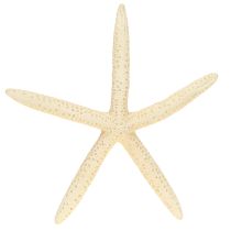 Product Starfish Decoration Natural Dried Real Starfish 15-17cm 10pcs
