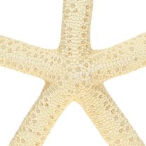 Product Starfish Decoration Natural Dried Real Starfish 15-17cm 10pcs