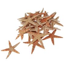Product Starfish natural decoration natural colors maritime Ø6.5–8cm 100 pcs