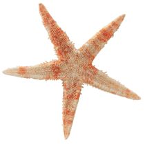 Product Starfish natural decoration natural colors maritime Ø6.5–8cm 100 pcs