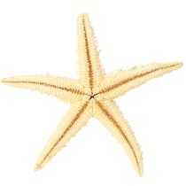 Product Starfish natural decoration natural colors maritime Ø6.5–8cm 100 pcs