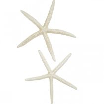Starfish decoration white, sea decoration 15-17cm 10p