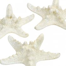 Product Starfish Decoration White, Dried Starfish for Crafts 7-11cm 15pcs
