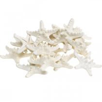 Product Starfish Decoration White, Dried Starfish for Crafts 7-11cm 15pcs