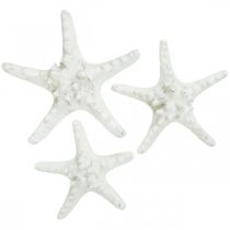 Product Starfish decoration large dried white knobbed starfish 15-18cm 10 pcs