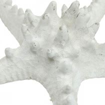 Starfish deco large dried white knobbed starfish 15-18cm 10p