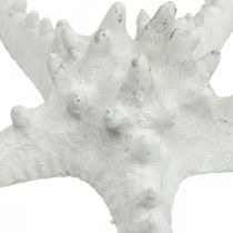 Product Starfish decoration large dried white knobbed starfish 15-18cm 10 pcs