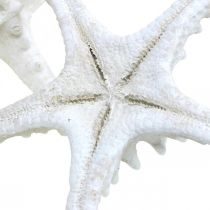 Product Starfish decoration large dried white knobbed starfish 15-18cm 10 pcs