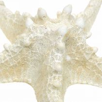 Product Decorative starfish large dried white knobbed starfish 19-26cm 5 pcs
