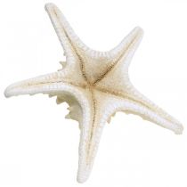 Product Decorative starfish large dried white knobbed starfish 19-26cm 5 pcs