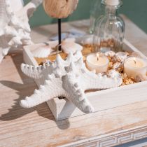 Product Starfish decoration large dried white knobbed starfish 15-18cm 10 pcs