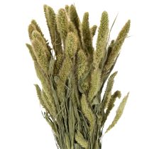 Product Bristle millet (Setaria) dried flowers for rustic and stylish home accessories 75cm 220g