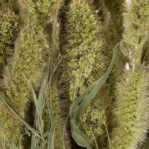 Product Bristlegrass Foxtail millet (Setaria) Dried flowers for rustic and stylish home accessories 75cm 220g