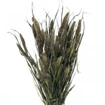 Product Dried Flowers Setaria Anthracite Natural Bristle Millet Bunch 100g