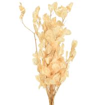 Product Dried Lunaria Money Plant Honesty Champagne 65-70cm 20g