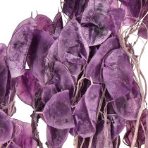 Product Dried Lunaria Honesty Dried Flowers Purple 65-70cm 20g