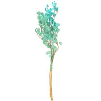 Product Dried silver leaf Lunaria light blue 65-70cm 20g
