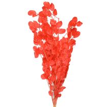 Product Dried Lunaria Honesty Dried Money Plant Red 65-70cm 20g